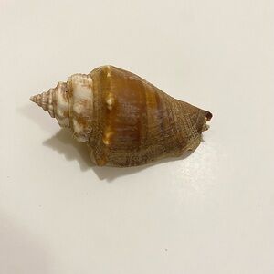 Natural Spiral Seashell Brown Conch Shell Purple Interior for Decor or Craft